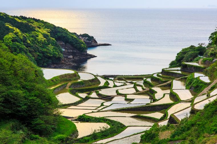 浜野浦の棚田