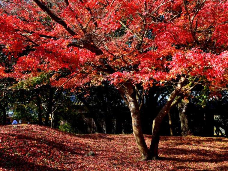 【2023最新】九州のおすすめ紅葉スポット30選